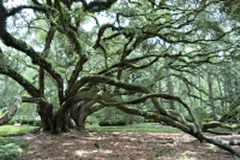 A marked tree, possibly hiding treasure